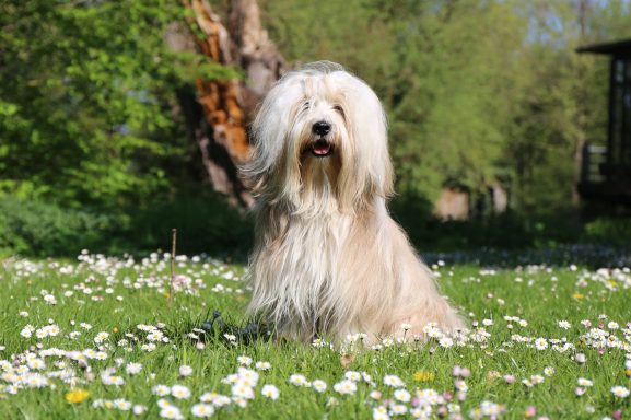 Tibet Terrier Henry