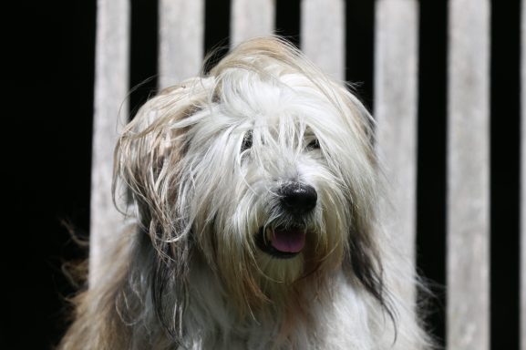 Tibet Terrier Chimpu