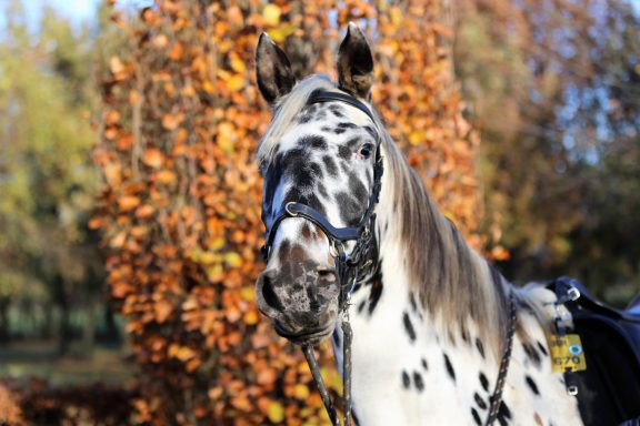 Knabstrupper Waheeda