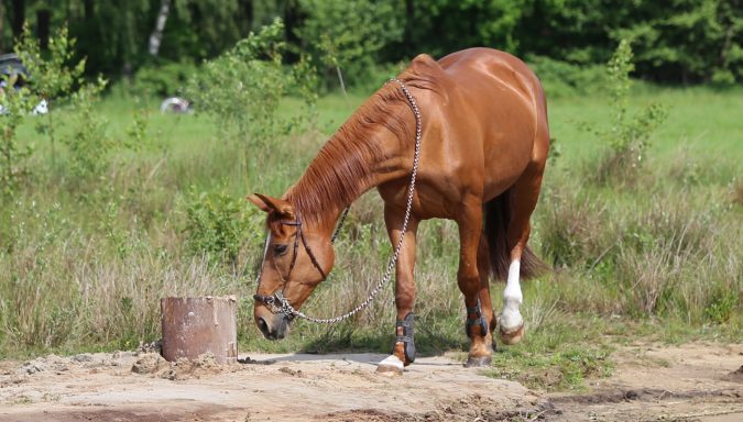 Westfälisches Warmblut Gina